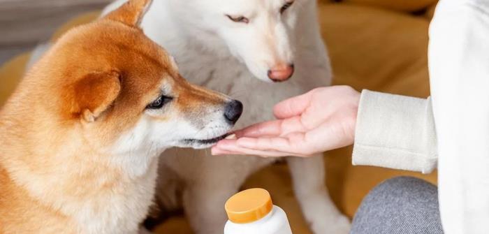 Mindfulness and connection 6: Pet health and wellness inspiring the latest pet care innovations